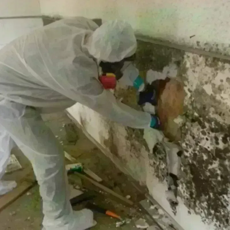 Mold Remediation and Removal in Bexar County, TX